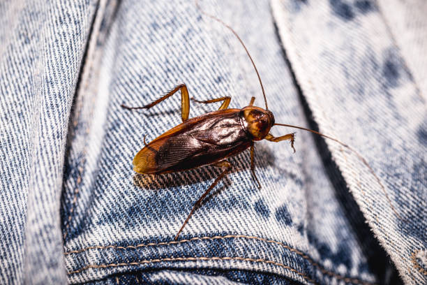 istock common red cockroach, gnawing denim jacket, indoor insect problem 1358124123