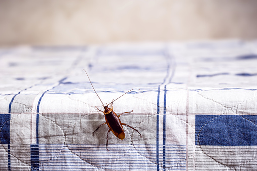 cucaracha trepando en una cama limpia, problemas de insectos en casa, espacio de copia photo