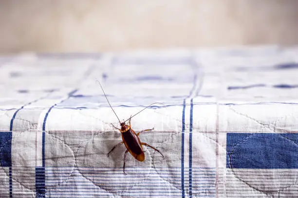 Photo of cockroach climbing on a clean bed, bug problems at home, copy space