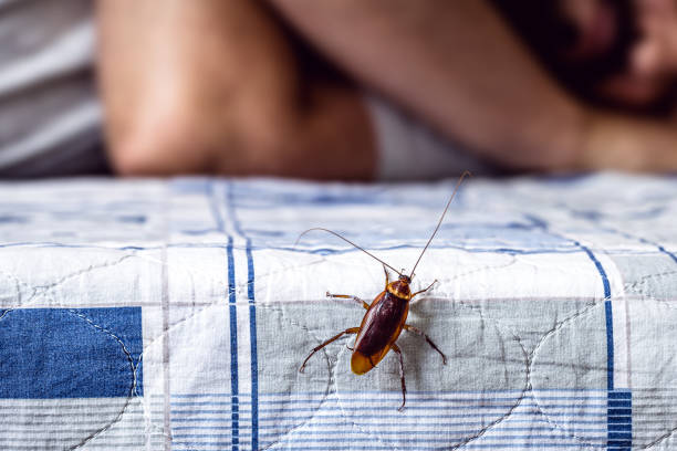 cockroach climbing on a bed, man sleeping in the background, insect problems at home, need for detection cockroach climbing on a bed, man sleeping in the background, insect problems at home, need for detection periplaneta americana stock pictures, royalty-free photos & images