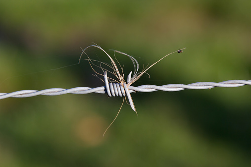 Close up of points of a barbed wire with cow hair on a blurred green background.
