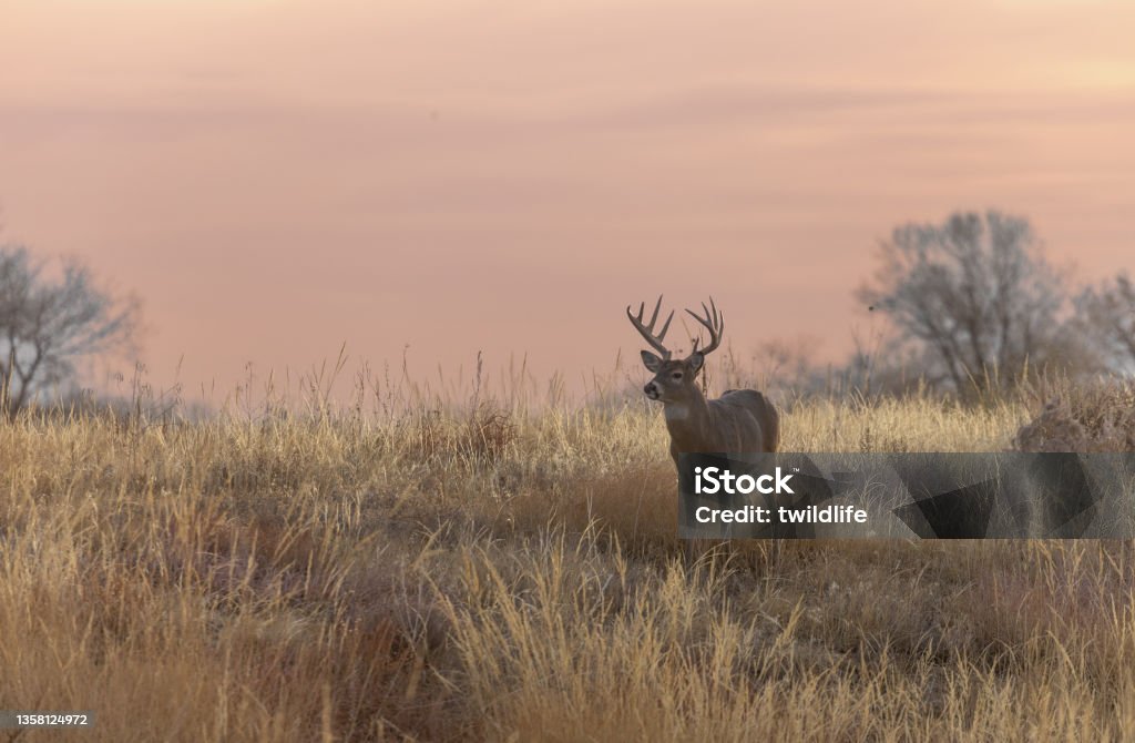 Buck Whitetail Deer in Autumn in Colorado a buck whitetail deer in the rut in autumn in Colorado White-Tailed Deer Stock Photo