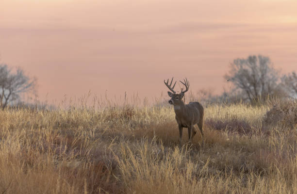 Buck Whitetail Deer in Autumn in Colorado a buck whitetail deer in the rut in autumn in Colorado white tail deer stock pictures, royalty-free photos & images