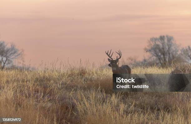 Buck Whitetail Deer In Autumn In Colorado Stock Photo - Download Image Now - White-Tailed Deer, Stag, Autumn