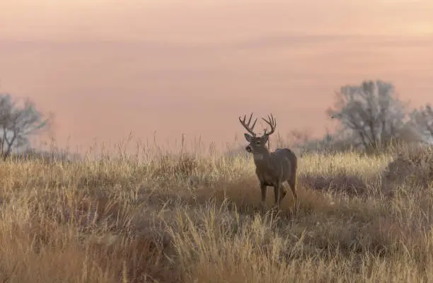 Photo of Buck Whitetail Deer in Autumn in Colorado