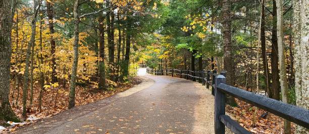Curved Pathway in a Forest During the Fall Season stock photo