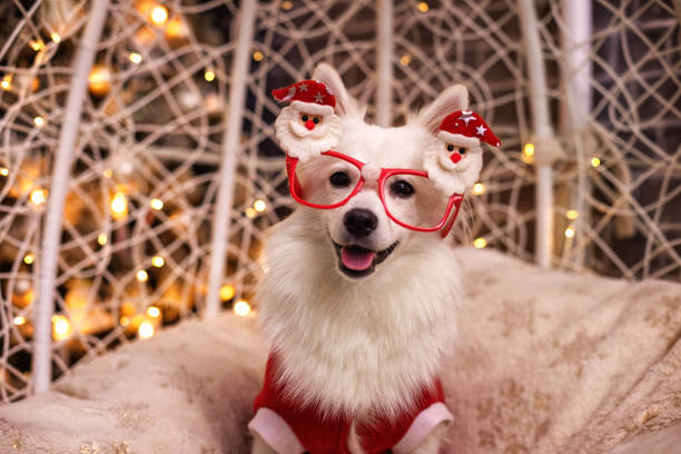 joyeux chiot chien en costume rouge célébrant noël - photos de fauteuil sphérique photos et images de collection