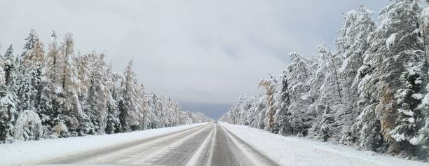 Snow Covered Road with Evergreen Trees stock photo