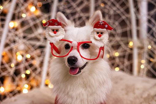 Merry Christmas and Happy New Year! Portrait of happy puppy dog in costume celebrating Christmas