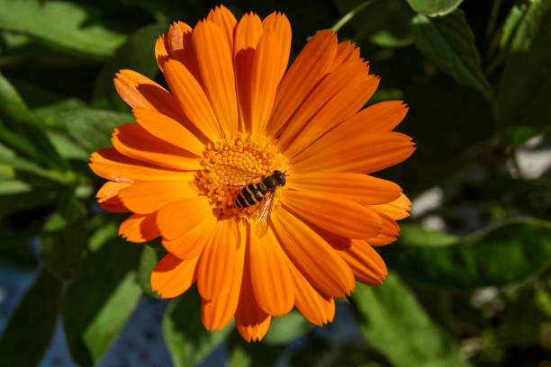 The fly (lat. Syrphus ribesii) collects nectar and pollen from calendula flowers. Autumn The fly (lat. Syrphus ribesii) collects nectar and pollen from calendula flowers. Autumn. field marigold stock pictures, royalty-free photos & images