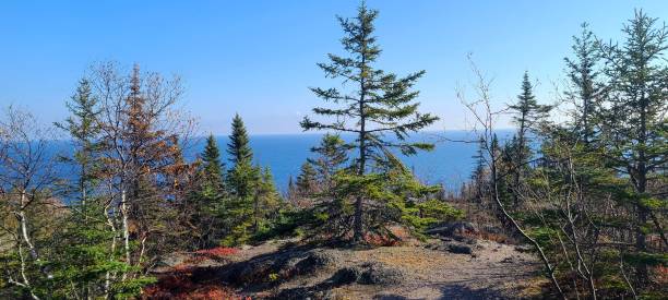 Stunning Panorama of Evergreen Trees on a Mountain Top Overlooking Blue Waters stock photo