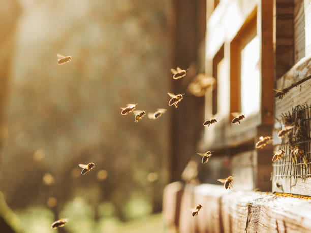 пчелы за работой - bee swarm of insects beehive tree стоковые фото и изображения