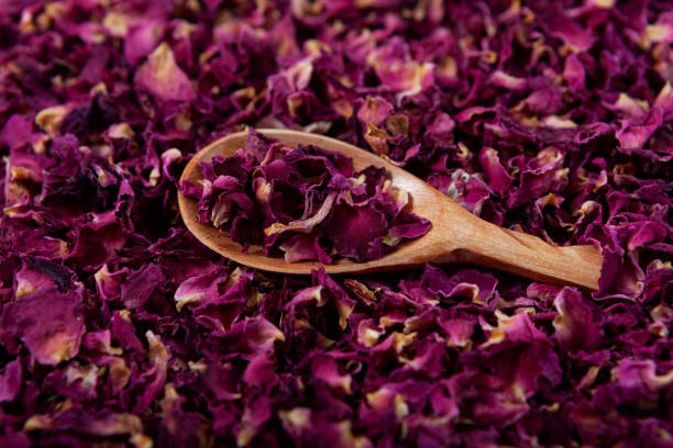 Rose Petals Pictures [HQ] | Download Free Images on Unsplash