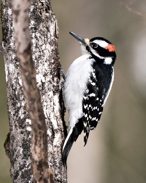 pic d’archives photo. vue rapprochée de profil grimpant au tronc d’arbre et affichant le plumage des plumes dans son environnement et son habitat dans la forêt avec un arrière-plan flou. image. image. portrait. - picoides villosus photos et images de collection