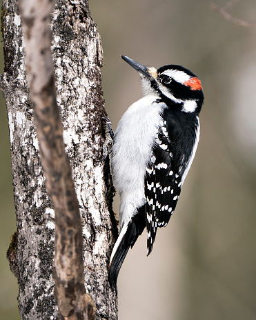 Woodpecker close-up profile view climbing tree trunk and displaying feather plumage in its environment and habitat in the forest with a blur background. Image. Picture. Portrait. Hairy Woodpecker Stock Photo.