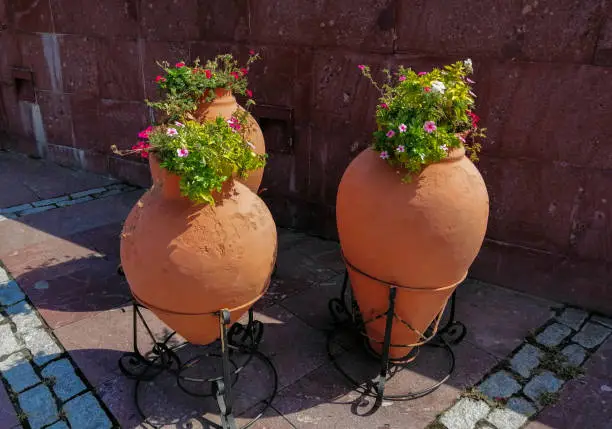 Flowers in three terracotta amphorae in the sun, red wall background
