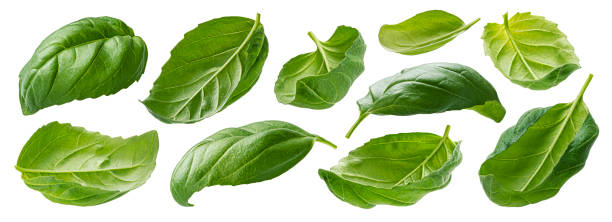 istock Basil leaves isolated on white background with clipping path 1358139934