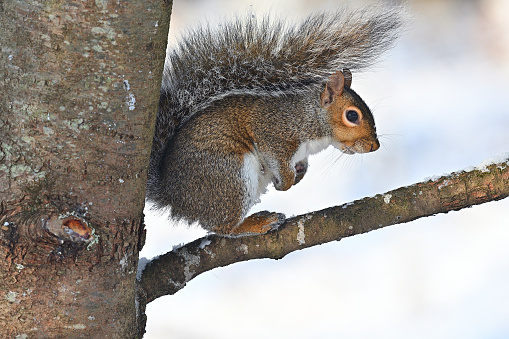 Eastern gray squirrel in tree on snowy day in December, looking at camera. Arguably the best known mammal of eastern North America. Taken in Connecticut.