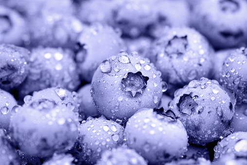 Blueberry fruit background, purple berries covered with water drops