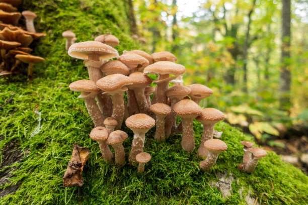 istock Mushrooms Growing on a Shaded Tree in Quebec， Canada 1358140738