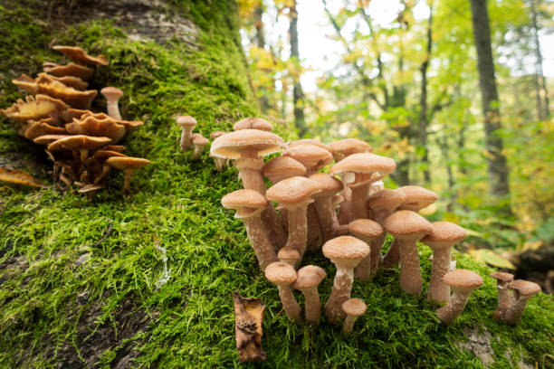 istock Mushrooms Growing on a Shaded Tree in Quebec， Canada 1358141258