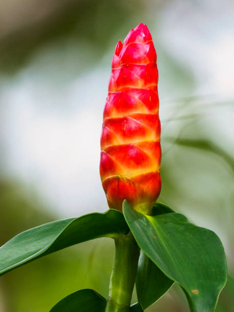 Indian head ginger in Tortuguero National Park, Costa Rica Costus spicatus, also known as spiked spiralflag ginger or Indian head ginger, is a species of herbaceous plant in the Costaceae family. costus stock pictures, royalty-free photos & images
