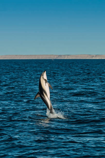 Dusky Dolphin jumping, Peninsula Valdes,Patagonia,Argentina