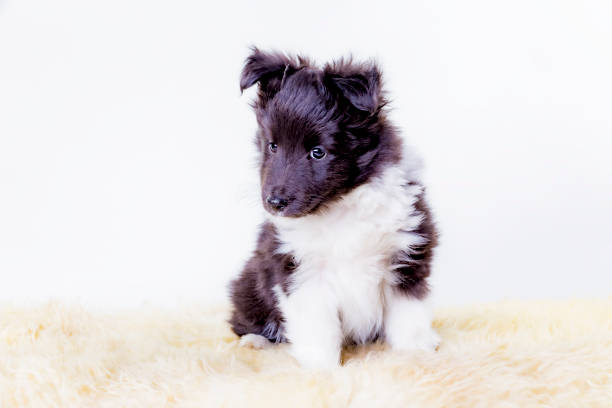 Dog, Shetland sheepdog, collie