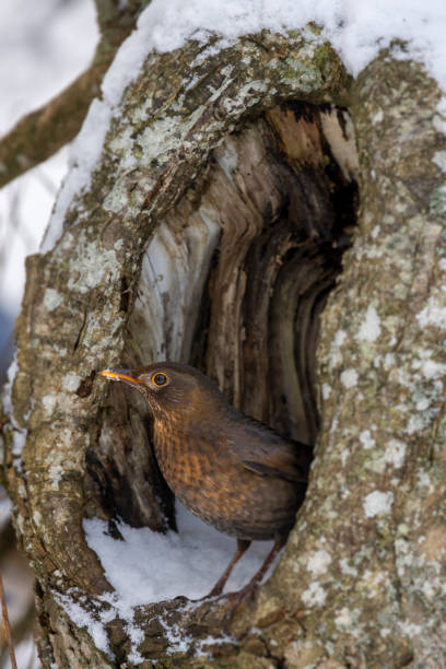 Blackbird female