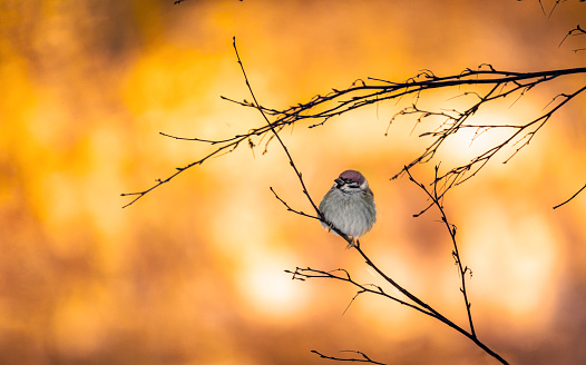 House Sparrow bird in sunset light