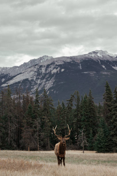 moose with mountain background - moose alberta canada wildlife imagens e fotografias de stock