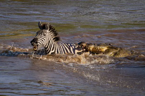 Massive herds of wildebeest congregate and cross the Mara River trying to avoid crocodiles and other predators