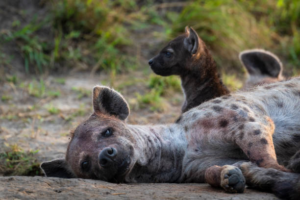 Hyenas at densite stock photo
