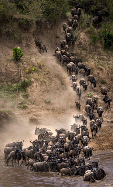 Great Migration river crossing stock photo