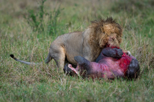 Male lion kills hippo stock photo