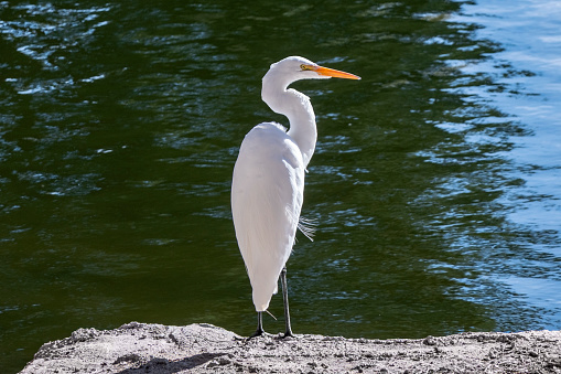 Egret next to lake in suburban Simi Valley California.