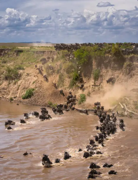 Massive herds of wildebeest congregate and cross the Mara River trying to avoid crocodiles and other predators