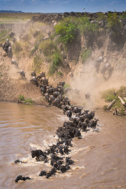 Great Migration River Crossing stock photo
