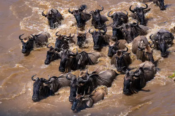 Massive herds of wildebeest congregate and cross the Mara River trying to avoid crocodiles and other predators