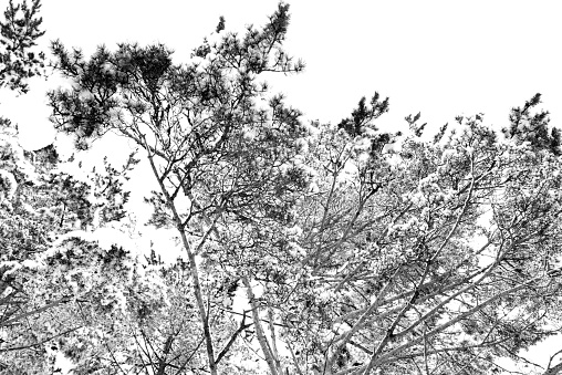 black and white pine tree background