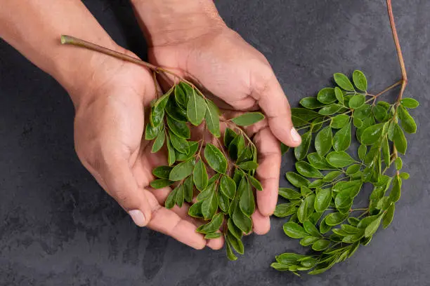 Moringa Oleifera - Male Hands With Fresh Moringa Leaves.