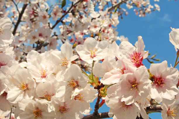 istock ”Somei Yoshino” cherry tree in Japan. 1358154455