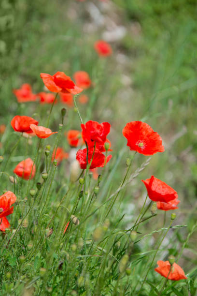 rote mohnblumen blühen zwischen grünem gras im sommerfeld - flower spring field nature stock-fotos und bilder
