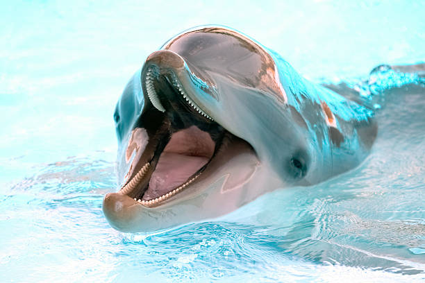 istock View of swimming playful dolphin 135815564