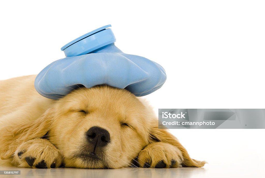 Krank Golden Retriever Welpe mit Blau ice pack - Lizenzfrei Krankheit Stock-Foto