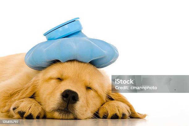Krank Golden Retriever Welpe Mit Blau Ice Pack Stockfoto und mehr Bilder von Krankheit - Krankheit, Hund, Eisbeutel