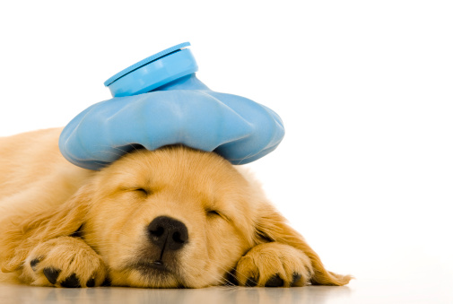 Under the weather 8 week old Golden Retriever puppy with a blue ice bag on her head on a white background 