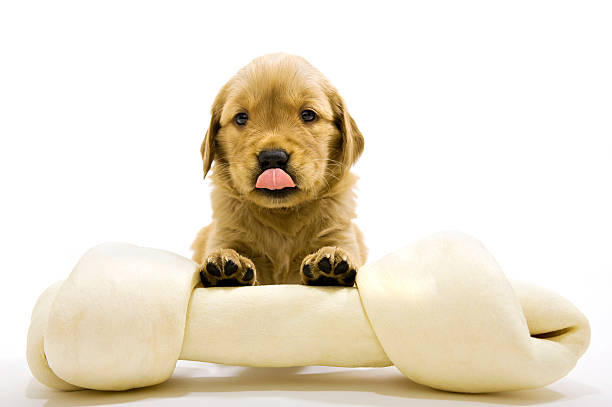 istock Golden Retriever puppy with large rawhide bone 135815991
