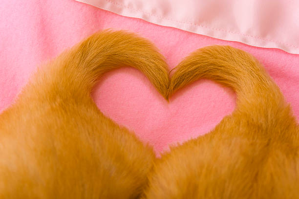 Puppy Love, with heart shaped tails Pair of cute adorable 4 week old Golden Retriever puppies with their tails in the shape of a heart as they lay on a pink baby blanket heart shape valentines day fur pink stock pictures, royalty-free photos & images