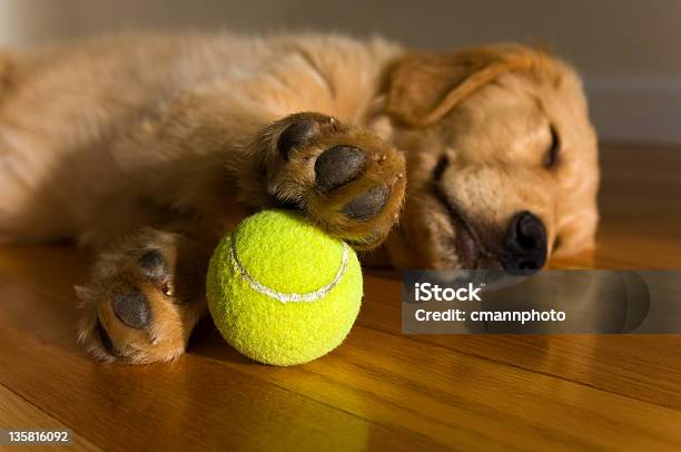 Photo libre de droit de Chiot Golden Retriever Rêver De Jeu De Balles banque d'images et plus d'images libres de droit de Balle de tennis - Balle de tennis, Chien, Chiot